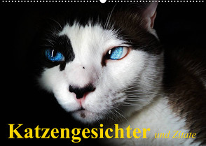 Katzengesichter und Zitate (Wandkalender 2023 DIN A2 quer) von Stanzer,  Elisabeth