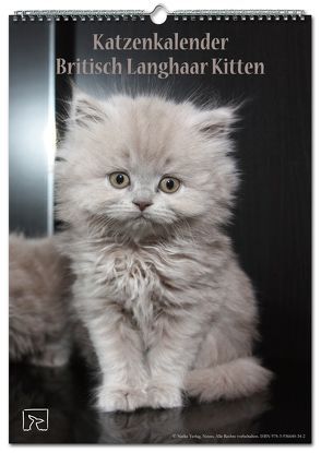 Katzenkalender Britisch Langhaar Kitten