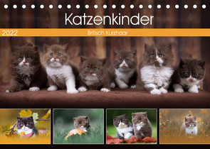 Katzenkinder – Britisch Kurzhaar (Tischkalender 2022 DIN A5 quer) von Sabi Fotografie by Janina Bürger,  Wabi