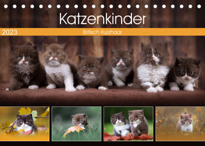 Katzenkinder – Britisch Kurzhaar (Tischkalender 2023 DIN A5 quer) von Sabi Fotografie by Janina Bürger,  Wabi