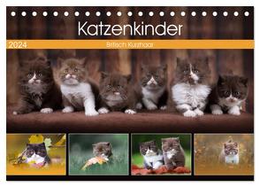 Katzenkinder – Britisch Kurzhaar (Tischkalender 2024 DIN A5 quer), CALVENDO Monatskalender von Sabi Fotografie by Janina Bürger,  Wabi