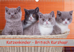 Katzenkinder Britisch Kurzhaar (Wandkalender 2021 DIN A3 quer) von Wejat-Zaretzke,  Gabriela