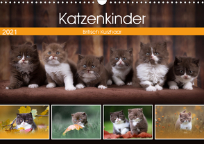 Katzenkinder – Britisch Kurzhaar (Wandkalender 2021 DIN A3 quer) von Sabi Fotografie by Janina Bürger,  Wabi