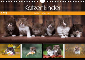 Katzenkinder – Britisch Kurzhaar (Wandkalender 2021 DIN A4 quer) von Sabi Fotografie by Janina Bürger,  Wabi