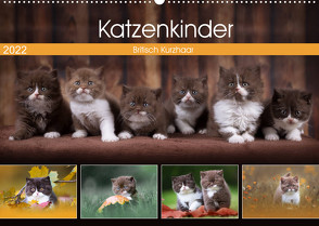 Katzenkinder – Britisch Kurzhaar (Wandkalender 2022 DIN A2 quer) von Sabi Fotografie by Janina Bürger,  Wabi