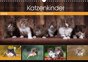 Katzenkinder – Britisch Kurzhaar (Wandkalender 2022 DIN A3 quer) von Sabi Fotografie by Janina Bürger,  Wabi