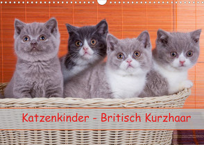 Katzenkinder Britisch Kurzhaar (Wandkalender 2022 DIN A3 quer) von Wejat-Zaretzke,  Gabriela