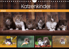 Katzenkinder – Britisch Kurzhaar (Wandkalender 2022 DIN A4 quer) von Sabi Fotografie by Janina Bürger,  Wabi