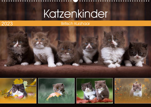 Katzenkinder – Britisch Kurzhaar (Wandkalender 2023 DIN A2 quer) von Sabi Fotografie by Janina Bürger,  Wabi