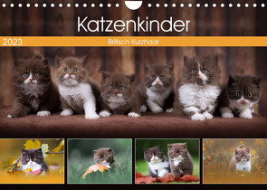 Katzenkinder – Britisch Kurzhaar (Wandkalender 2023 DIN A4 quer) von Sabi Fotografie by Janina Bürger,  Wabi