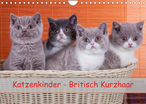 Katzenkinder Britisch Kurzhaar (Wandkalender 2023 DIN A4 quer) von Wejat-Zaretzke,  Gabriela
