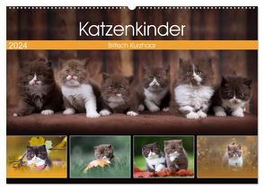 Katzenkinder – Britisch Kurzhaar (Wandkalender 2024 DIN A2 quer), CALVENDO Monatskalender von Sabi Fotografie by Janina Bürger,  Wabi