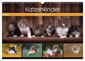 Katzenkinder – Britisch Kurzhaar (Wandkalender 2024 DIN A3 quer), CALVENDO Monatskalender von Sabi Fotografie by Janina Bürger,  Wabi