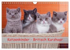 Katzenkinder Britisch Kurzhaar (Wandkalender 2024 DIN A4 quer), CALVENDO Monatskalender von Wejat-Zaretzke,  Gabriela