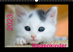 Katzenkinder (Wandkalender 2023 DIN A3 quer) von Weirauch,  Michael