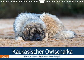 Kaukasischer Owtscharka (Wandkalender 2022 DIN A4 quer) von Mirsberger,  Annett