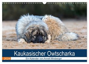 Kaukasischer Owtscharka (Wandkalender 2024 DIN A3 quer), CALVENDO Monatskalender von Mirsberger,  Annett