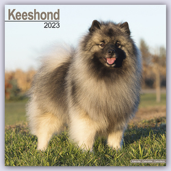 Keeshond – Wolfsspitz 2023 – 16-Monatskalender