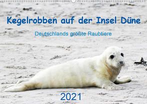 Kegelrobben auf der Insel Düne (Wandkalender 2021 DIN A2 quer) von Wilhelm,  N.