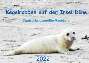 Kegelrobben auf der Insel Düne (Wandkalender 2022 DIN A2 quer) von Wilhelm,  N.