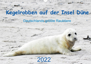 Kegelrobben auf der Insel Düne (Wandkalender 2022 DIN A3 quer) von Wilhelm,  N.