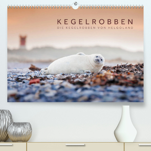 Kegelrobben – Die Kegelrobben von Helgoland (Premium, hochwertiger DIN A2 Wandkalender 2023, Kunstdruck in Hochglanz) von Jackson,  Lain