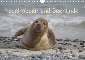 Kegelrobben und Seehunde (Wandkalender 2023 DIN A4 quer) von Lindert-Rottke,  Antje