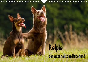 Kelpie – der australische Hütehund (Wandkalender 2021 DIN A4 quer) von Brickum,  Cornelia