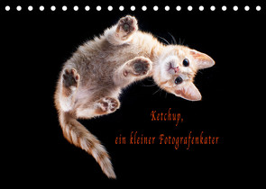 Ketchup, ein kleiner Fotografenkater (Tischkalender 2023 DIN A5 quer) von Böhnke,  Doreen