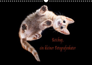 Ketchup, ein kleiner Fotografenkater (Wandkalender 2023 DIN A3 quer) von Böhnke,  Doreen