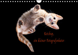 Ketchup, ein kleiner Fotografenkater (Wandkalender 2023 DIN A4 quer) von Böhnke,  Doreen