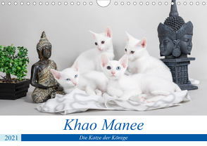 Khao Manee – Die Katze der Könige (Wandkalender 2021 DIN A4 quer) von Verena Scholze,  Fotodesign