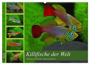 Killifische der Welt (Wandkalender 2024 DIN A2 quer), CALVENDO Monatskalender von Pohlmann,  Rudolf