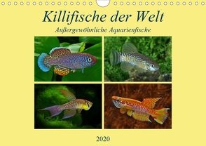 Killifische der WeltCH-Version (Wandkalender 2020 DIN A4 quer) von Pohlmann,  Rudolf