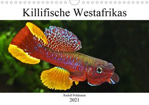 Killifische Afrikas (Wandkalender 2021 DIN A4 quer) von Pohlmann,  Rudolf