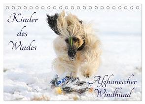 Kinder des Windes – Afghanischer Windhund (Tischkalender 2024 DIN A5 quer), CALVENDO Monatskalender von Starick,  Sigrid