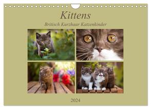 Kittens – Britisch Kurzhaar Katzenkinder (Wandkalender 2024 DIN A4 quer), CALVENDO Monatskalender von Bürger,  Janina