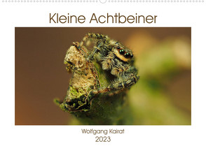 Kleine Achtbeiner (Wandkalender 2023 DIN A2 quer) von Kairat,  Wolfgang