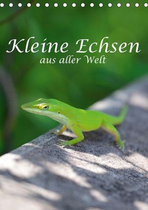 Kleine Echsen aus aller Welt (Tischkalender 2019 DIN A5 hoch) von Styppa,  Robert