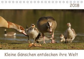 Kleine Gänschen entdecken ihre Welt (Tischkalender 2018 DIN A5 quer) von Enkemeier,  Sigrid