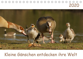 Kleine Gänschen entdecken ihre Welt (Tischkalender 2020 DIN A5 quer) von Enkemeier,  Sigrid