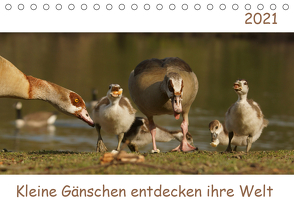 Kleine Gänschen entdecken ihre Welt (Tischkalender 2021 DIN A5 quer) von Enkemeier,  Sigrid