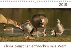 Kleine Gänschen entdecken ihre Welt (Wandkalender 2018 DIN A4 quer) von Enkemeier,  Sigrid