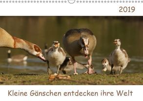 Kleine Gänschen entdecken ihre Welt (Wandkalender 2019 DIN A3 quer) von Enkemeier,  Sigrid