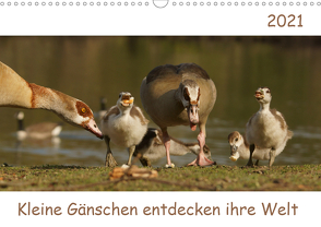 Kleine Gänschen entdecken ihre Welt (Wandkalender 2021 DIN A3 quer) von Enkemeier,  Sigrid