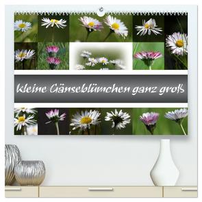 kleine Gänseblümchen ganz groß (hochwertiger Premium Wandkalender 2024 DIN A2 quer), Kunstdruck in Hochglanz von SchnelleWelten,  SchnelleWelten