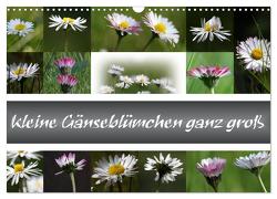 kleine Gänseblümchen ganz groß (Wandkalender 2024 DIN A3 quer), CALVENDO Monatskalender von SchnelleWelten,  SchnelleWelten