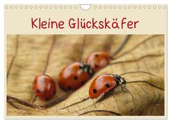 Kleine Glückskäfer (Wandkalender 2024 DIN A4 quer), CALVENDO Monatskalender von Doberstein,  Judith