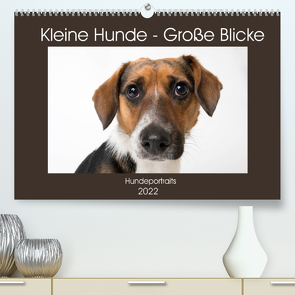 Kleine Hunde – Große Blicke (Premium, hochwertiger DIN A2 Wandkalender 2022, Kunstdruck in Hochglanz) von Akrema-Photography