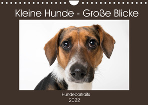 Kleine Hunde – Große Blicke (Wandkalender 2022 DIN A4 quer) von Akrema-Photography